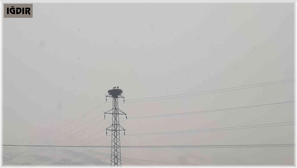 Tuzluca'da Şubat ayında gelen leylekler kara teslim oldu