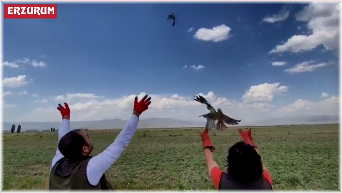 Üç kerkenez yavrusu doğaya salındı