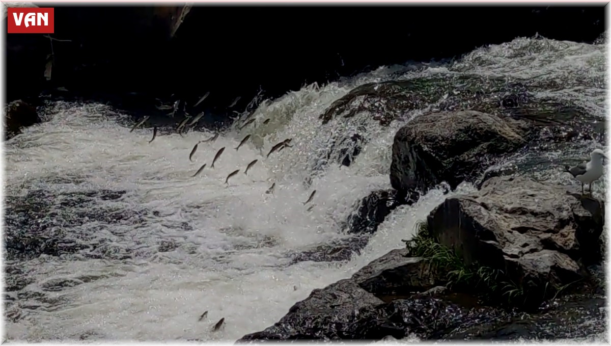 Uçan balıklar izleyenlere görsel şölen sunuyor