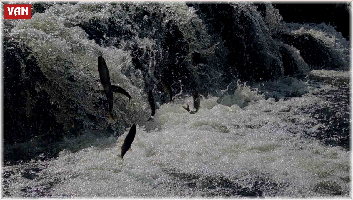 Uçan balıkların muhteşem göç yolculuğuna susuzluk engeli