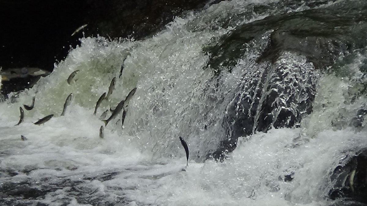 Uçan balıkların muhteşem göçü devam ediyor