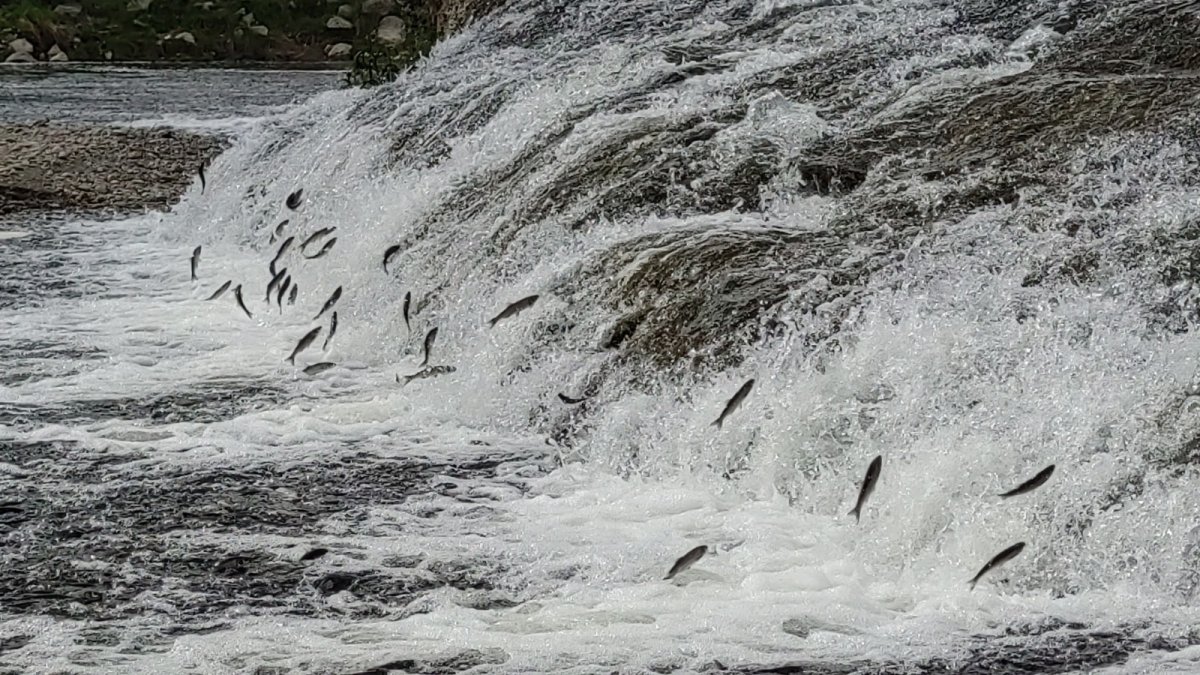 Uçan balıkların muhteşem göçü devam ediyor