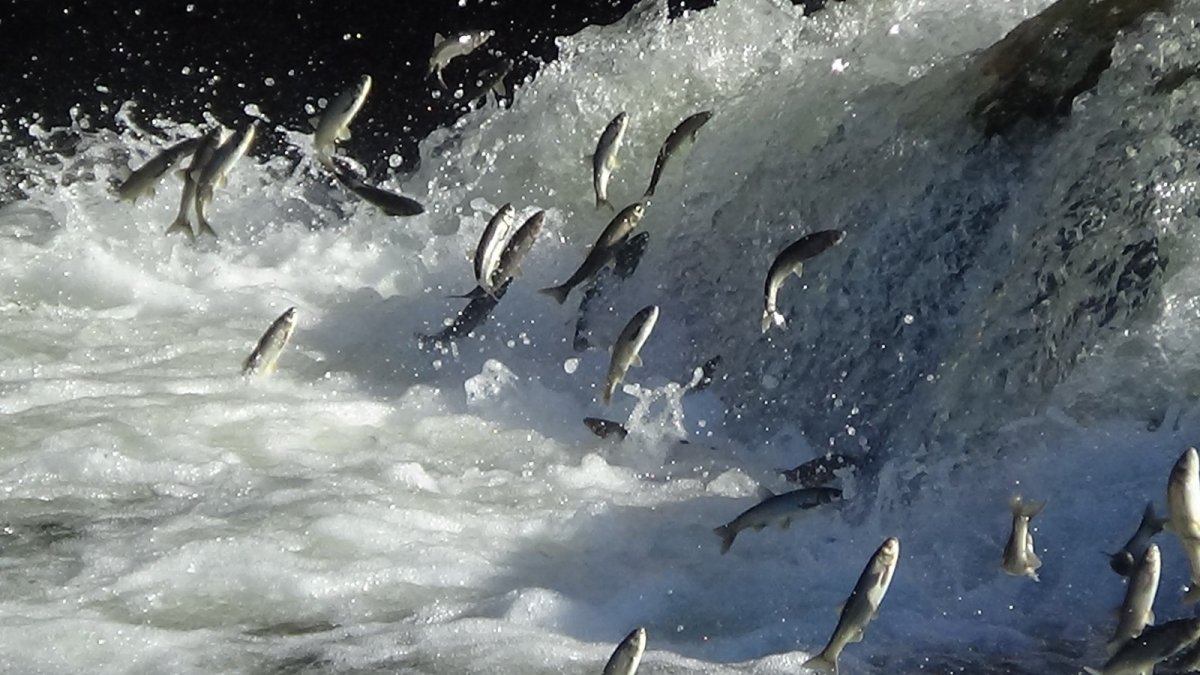 Uçan balıkların yolculuğu mest ediyor