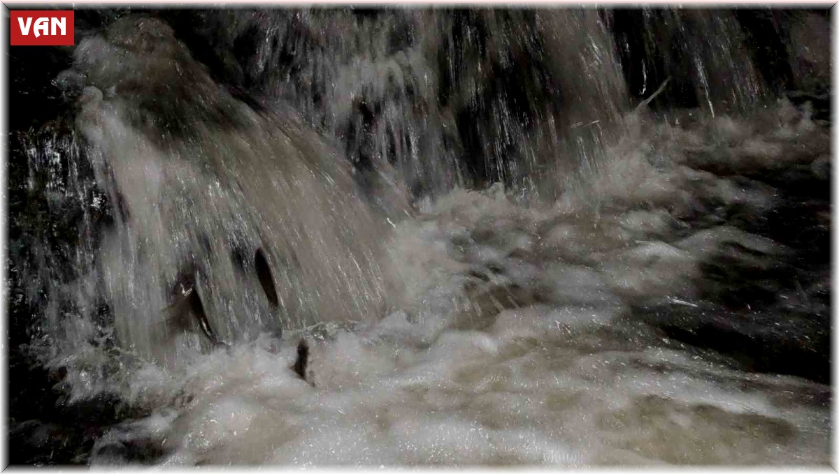 Uçan balıkların zorlu gece yolculuğu