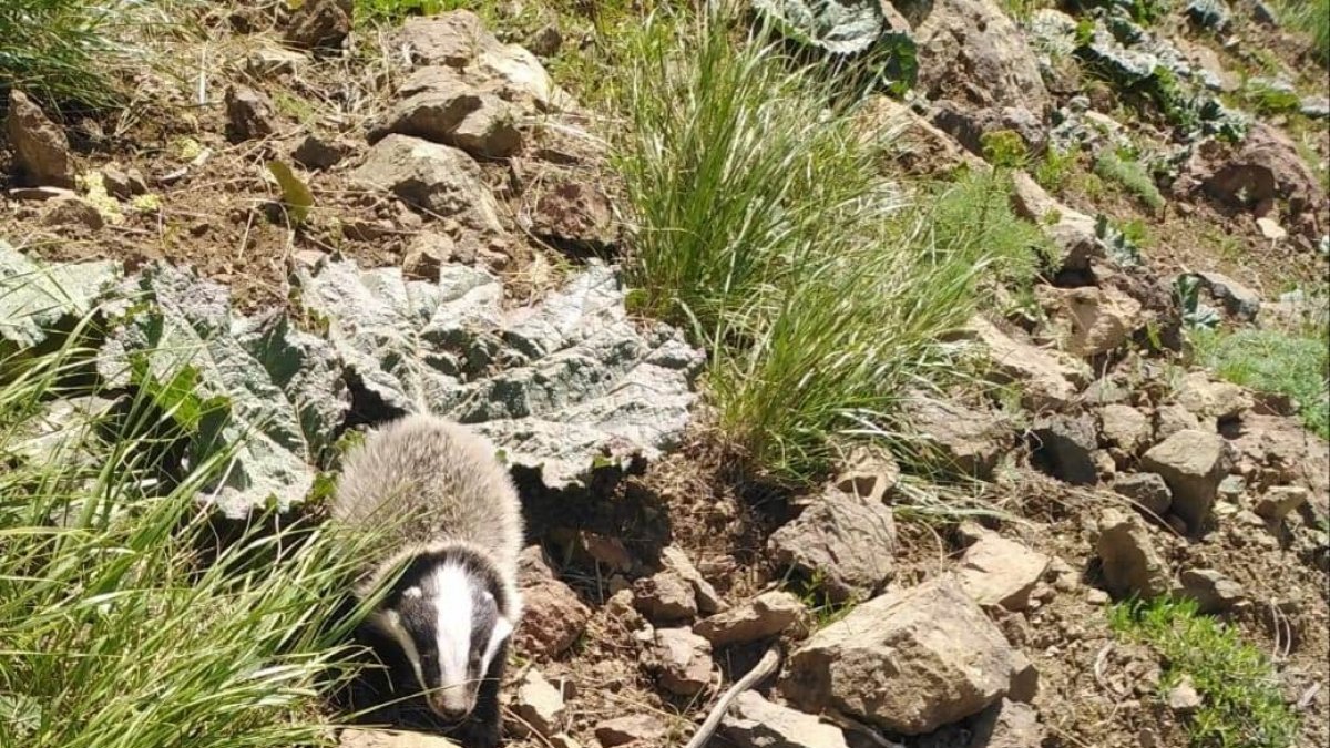 Uçkun toplamaya giden vatandaşlar porsuk görüntüledi