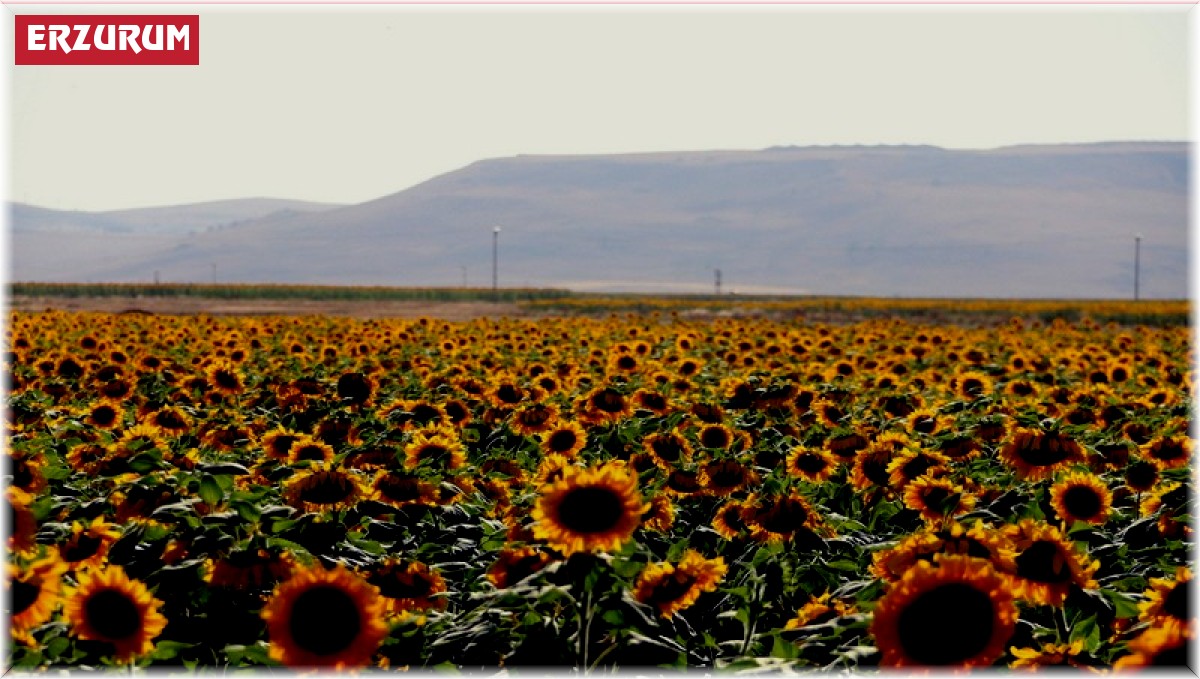Ucu bucağı görünmeyen ayçiçeği tarlaları, kartpostallık görüntüler ortaya çıkartıyor