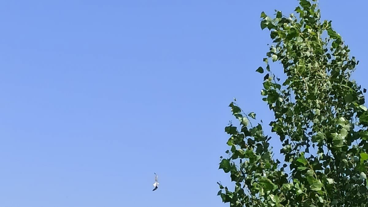 Uçurtma ipine dolanan martı kurtarıldı