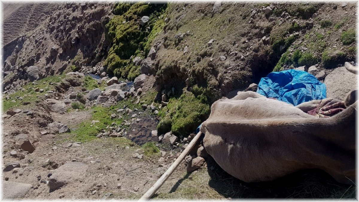 Uçurumdan düşen ineği Aras Edaş ekipleri kurtardı