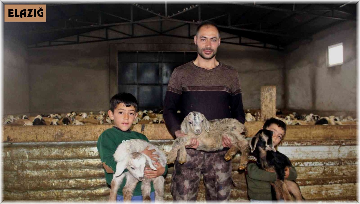 Üçüz yavrulayan keçi aileyi sevince boğdu