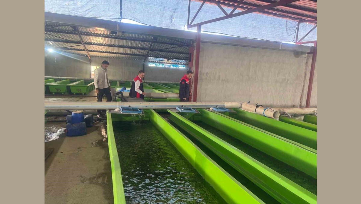 Uluköy'de yılda 15 milyon yavru üretiliyor