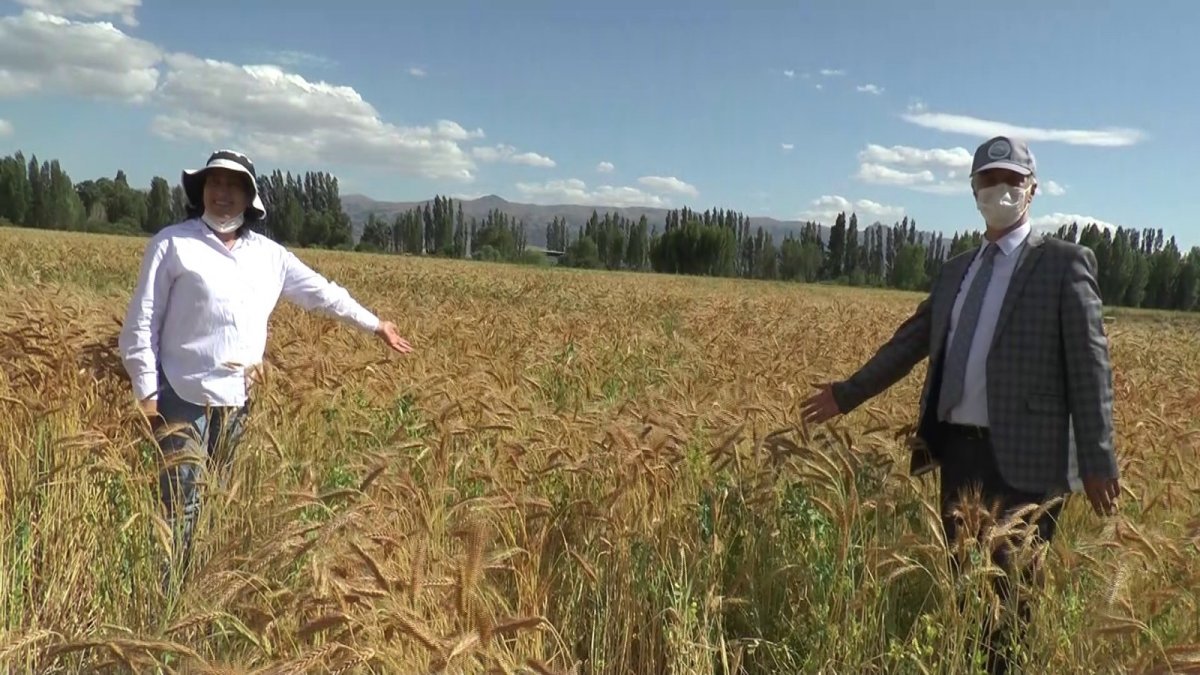 'Ümran Hanım Tritikale' yemi çiftçilerin yüzünü güldürecek