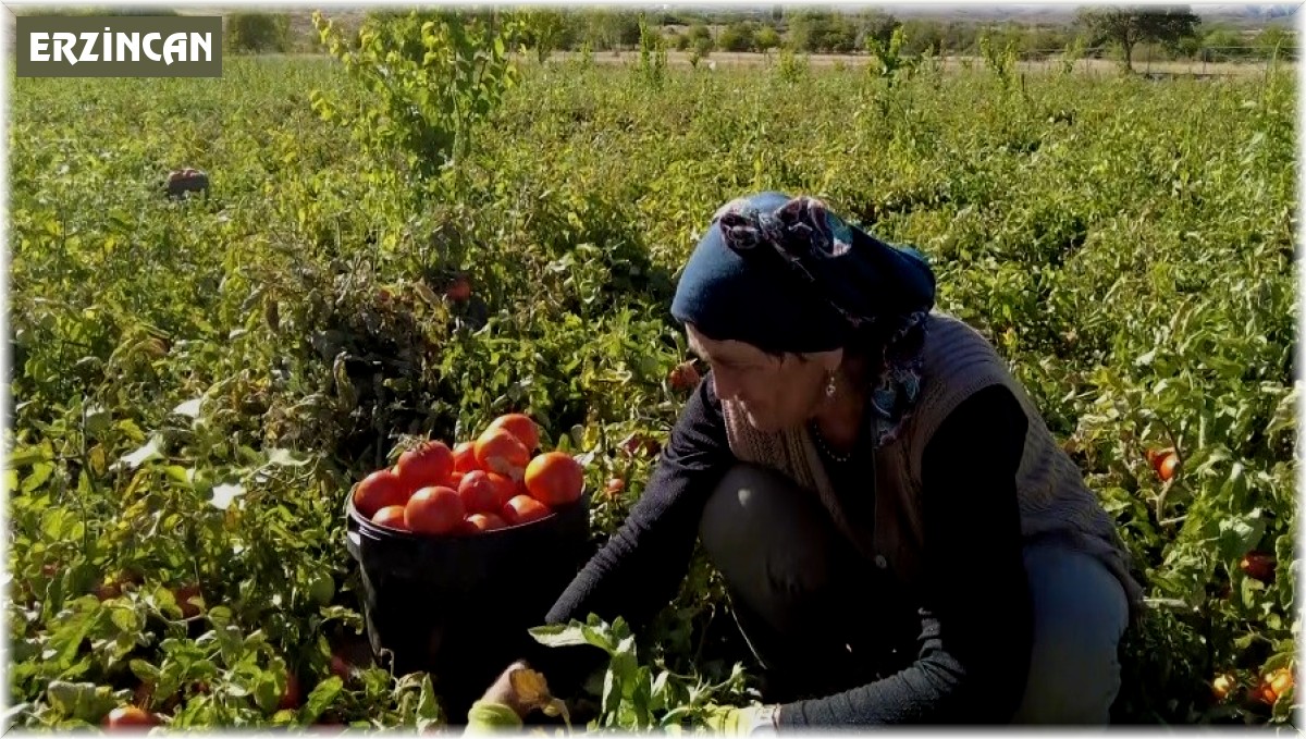 Üniversite mezunu kadın devlet desteğiyle tonlarca domates üretiyor