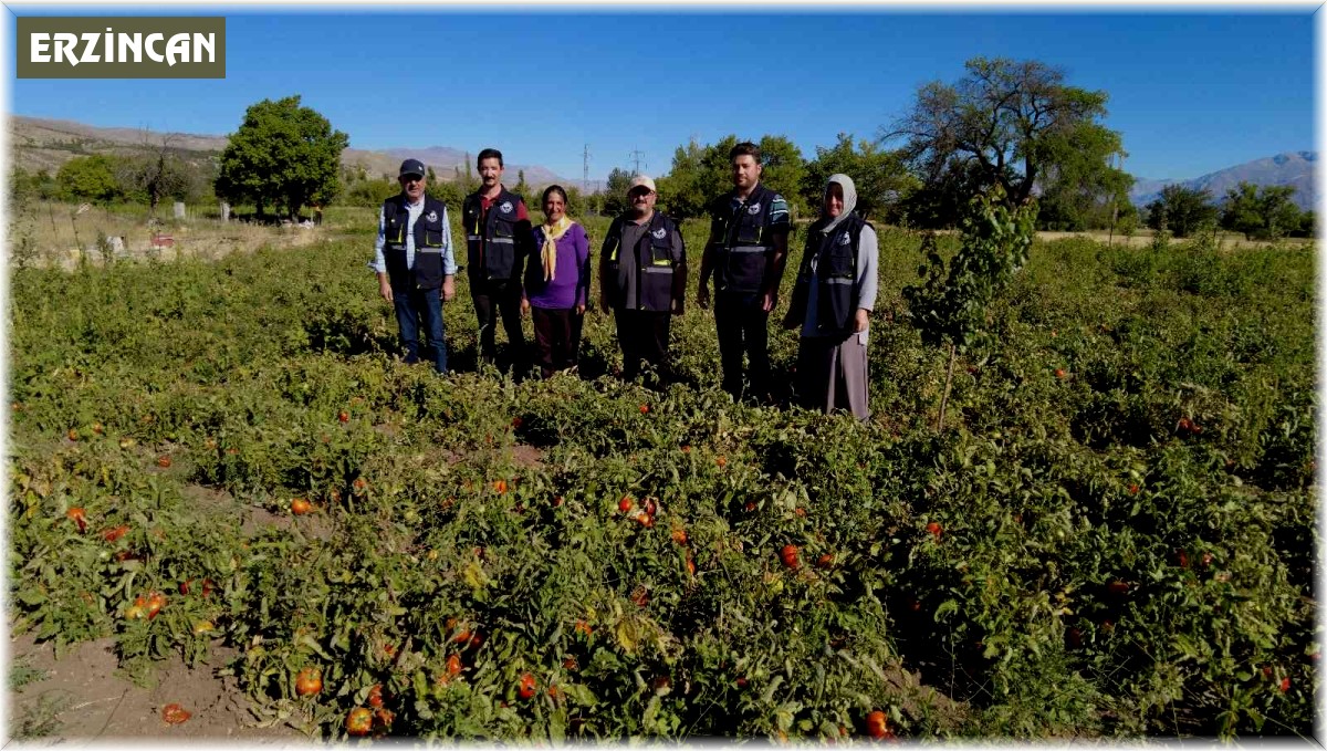 Üniversite mezunu kadın devlet desteğiyle tonlarca domates üretiyor