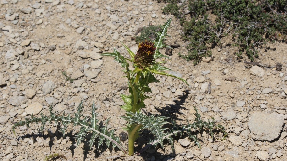 Ünlü botanikçi Kapadokya'da yeni bitki keşfetti