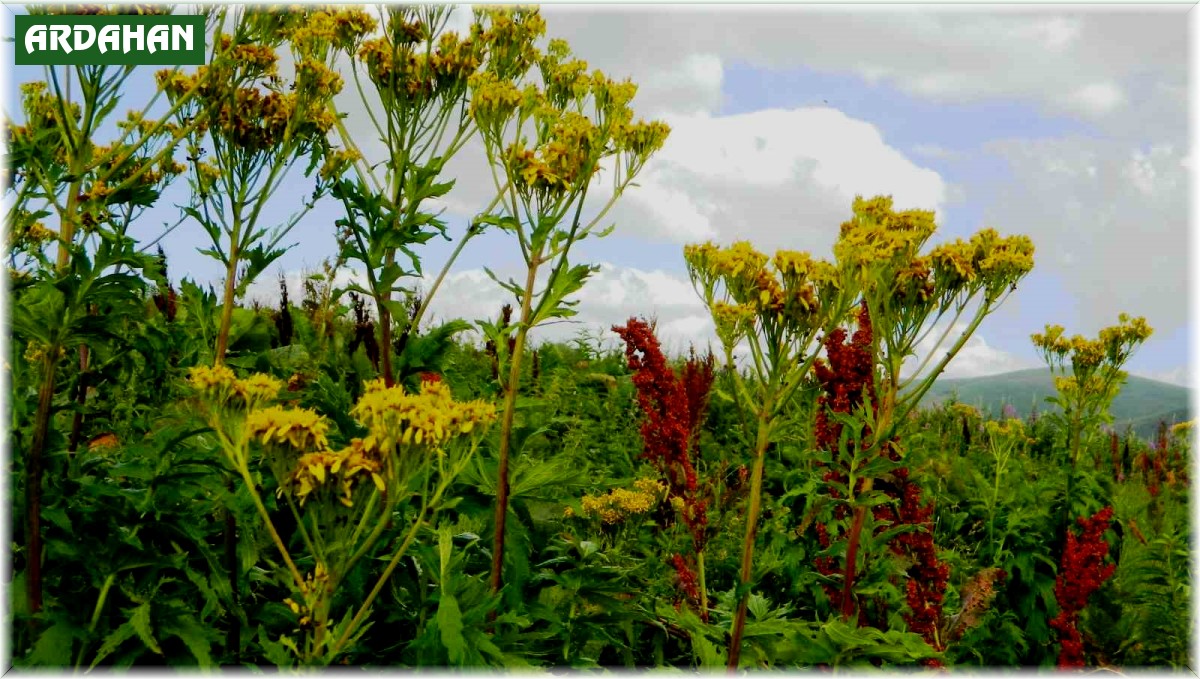 Urema Yaylası doğal güzelliğini koruyor