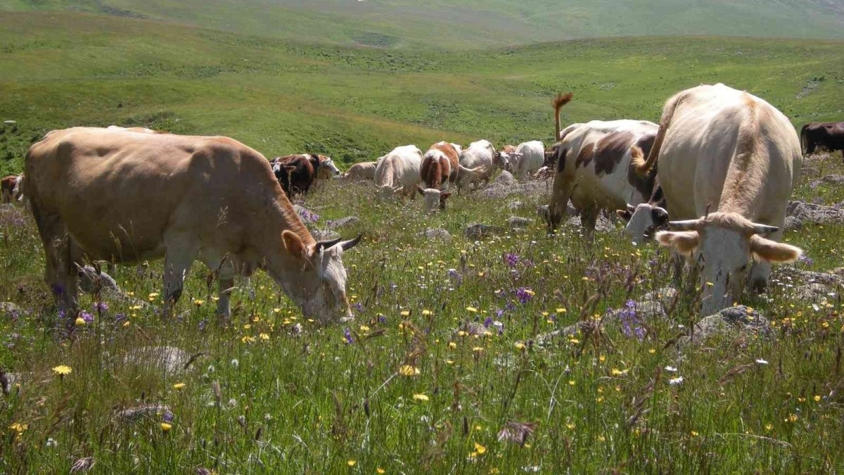 Urema yaylası görsel şölen oluşturuyor