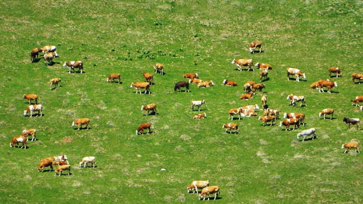 Urema yaylasında hareketlilik