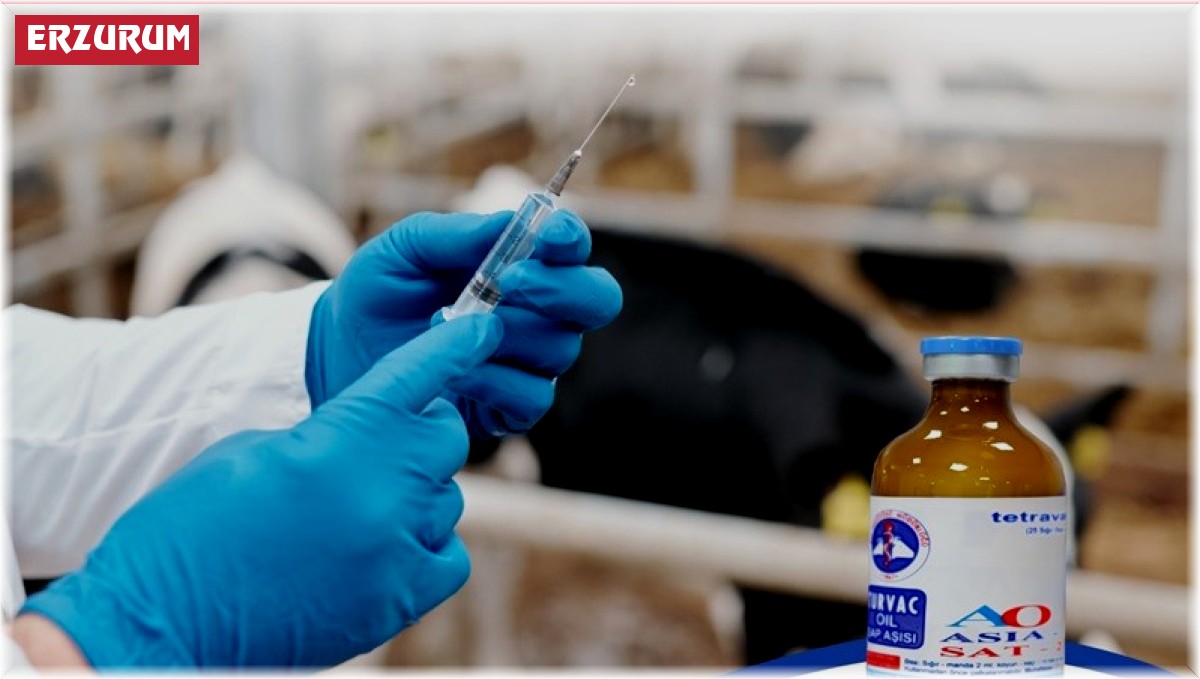 Üreticilere şap aşısı uyarısı