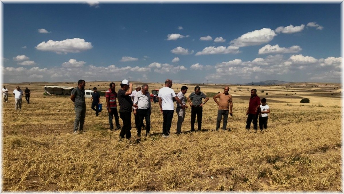 Üreticiye dağıtılan nohutların hasadına başlandı