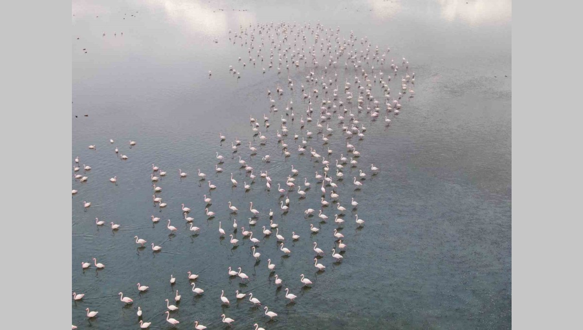 Urmiye Gölü kuruyunca flamingolar Van'a akın etti