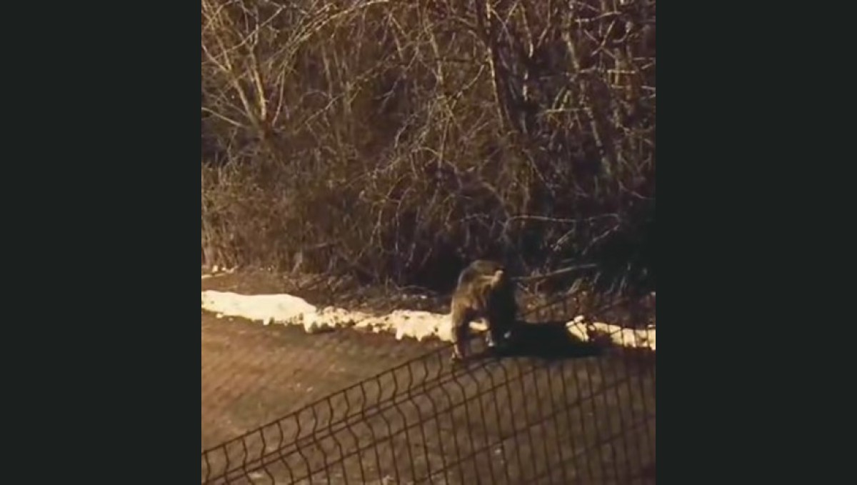 Uyku tutmayınca yiyecek aramak için ilçe merkezine indi