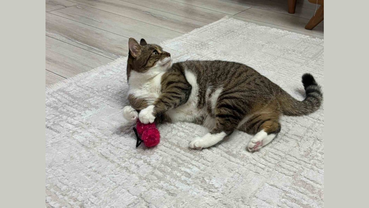 Uzmandan evcil hayvanlarda aşı uyarısı