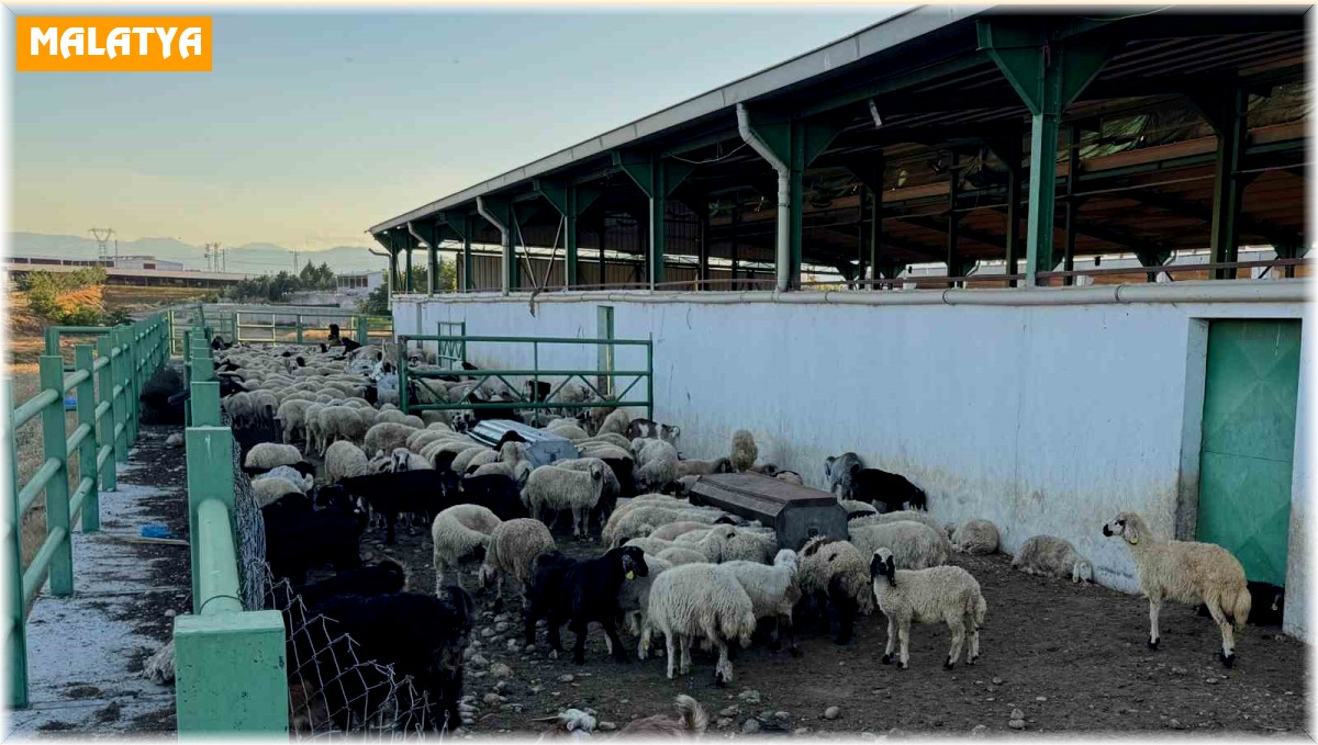 Uzmanından kurbanlık seçimi önerileri