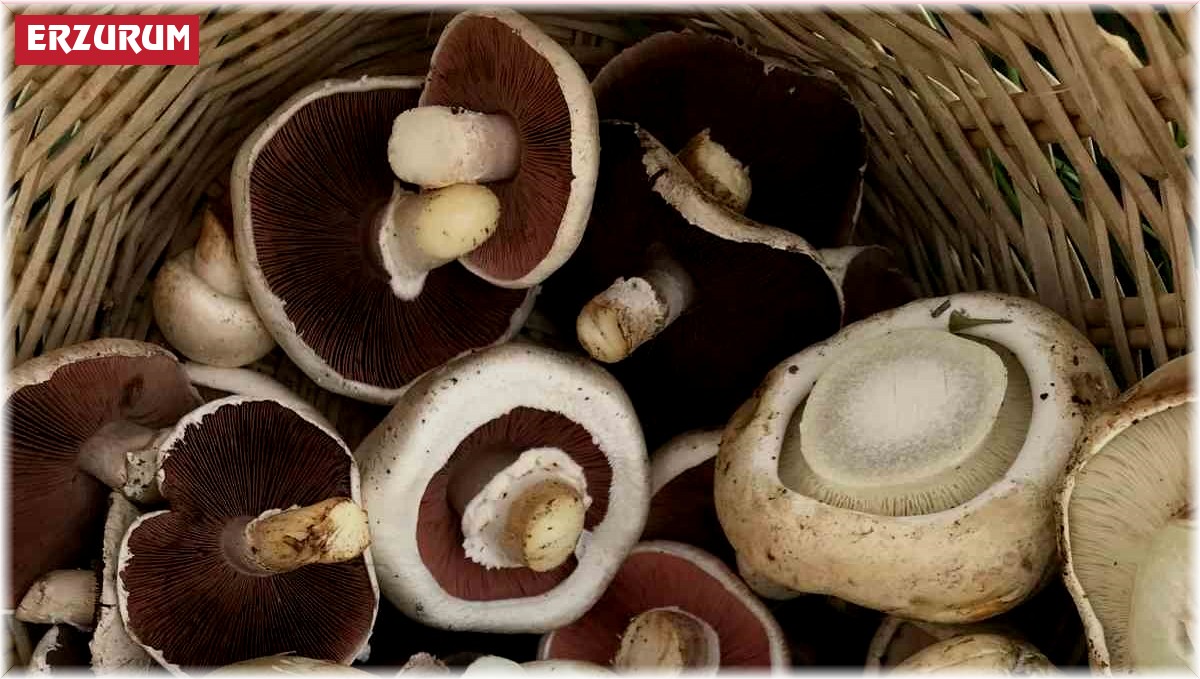 Uzmanlar uyarıyor; toplandığınız her mantarı yemeyin