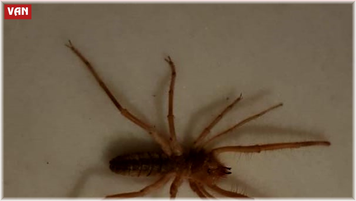 Uzmanlardan "sarı kız örümceğini öldürmeyin" uyarısı