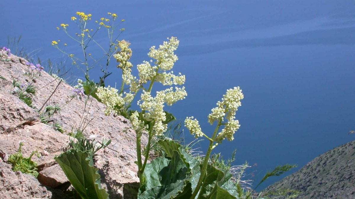 Uzmanlardan yayla muzu (uşkun) uyarısı