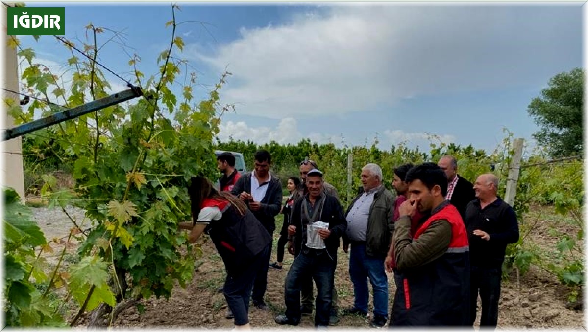 Üzüm bağlarında biyoteknik mücadele çalışmaları