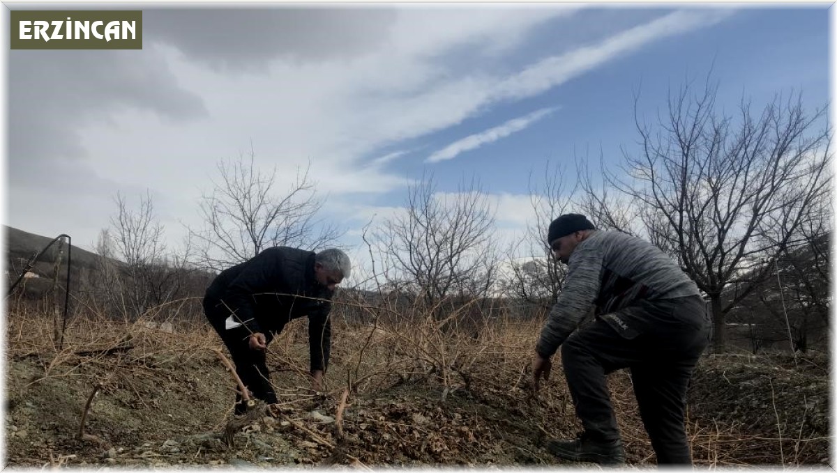 Üzüm bağlarında ilkbahar bakımı