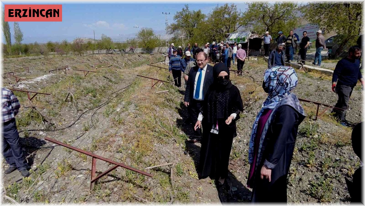 Üzüm bağlarında salkım güvesine karşı biyoteknik mücadele