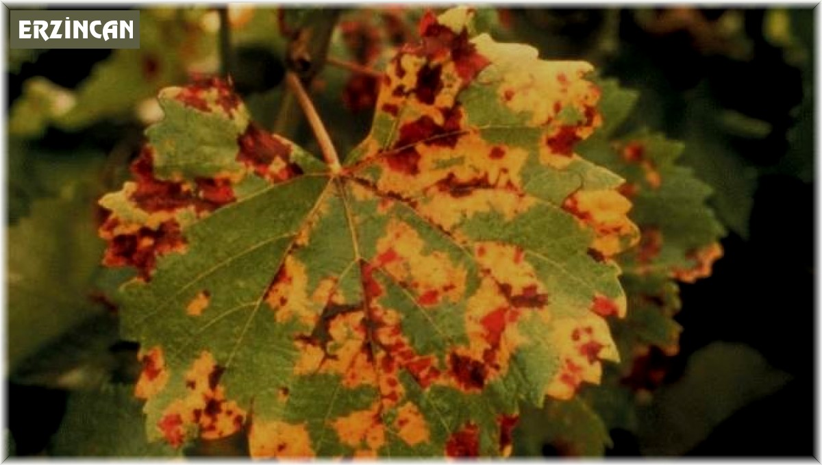 Üzüm üreticilerine "Bağ Mildiyösü" hastalığı uyarısı