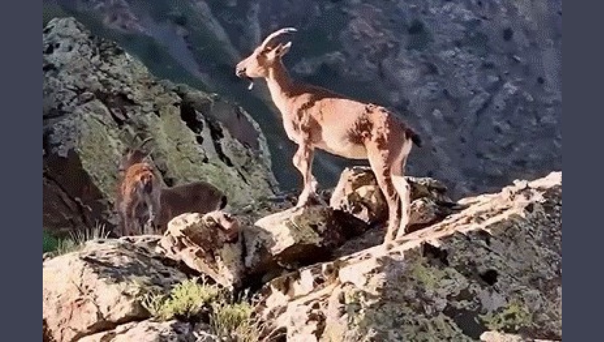 Vali Aydoğdu dağ keçilerinin görüntülerini paylaştı: "Huzurun şehri, Erzincan"