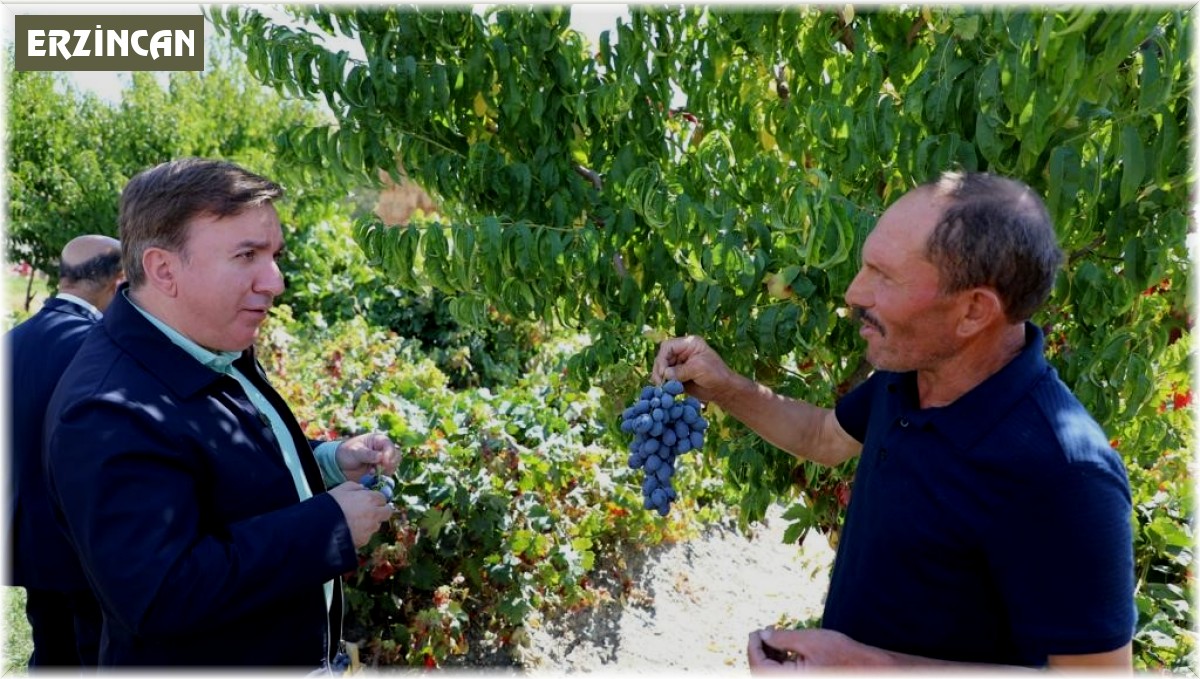 Vali Aydoğdu, üzüm hasadına katıldı