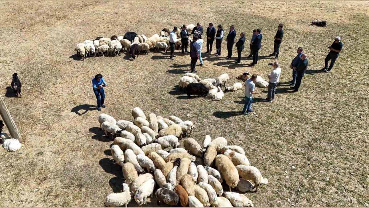 Vali Balcı: "Çiftçilerimize 240 bin koyun verdik"