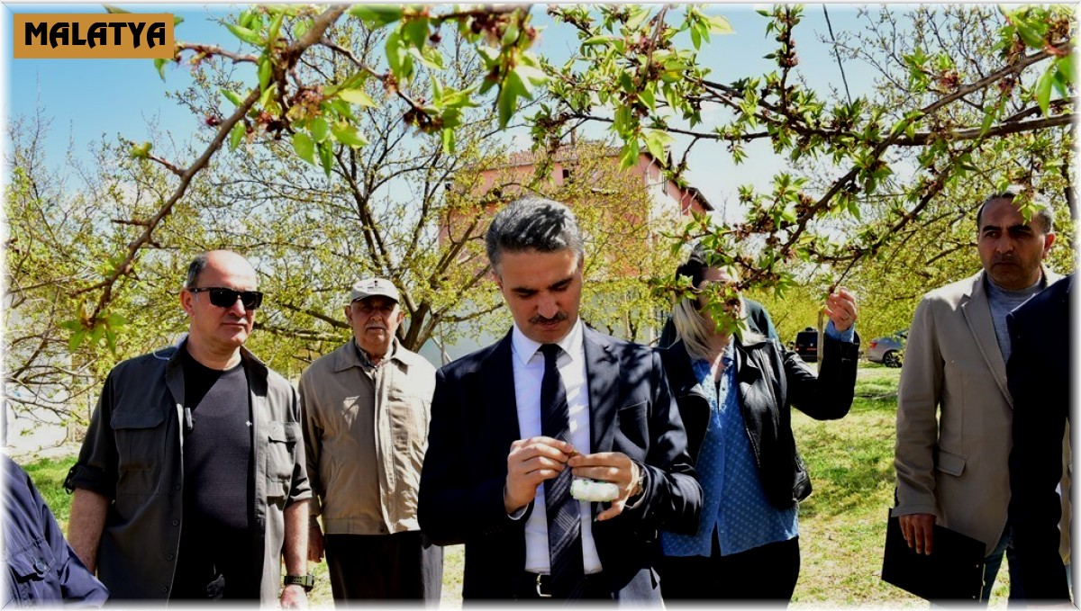 Vali Baruş, hasar gören kayısı bahçelerini inceledi