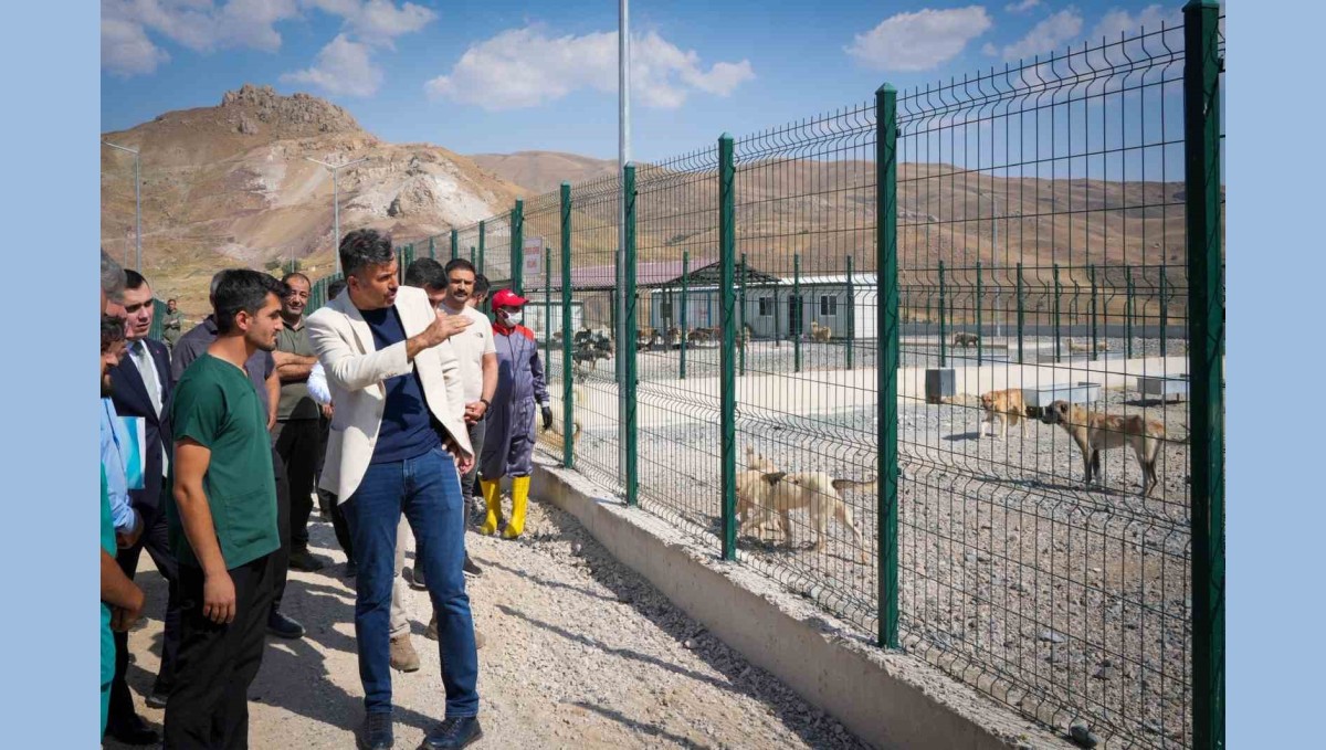Vali Çelik: "Sokak hayvanları için güvenli, sağlıklı yaşam alanları oluşturuyoruz"