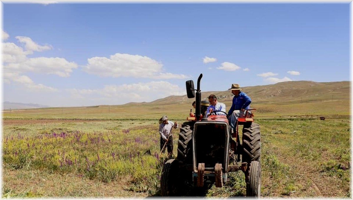 Vali Dr. Ozan Balcı traktörle korunga hasadı yaptı
