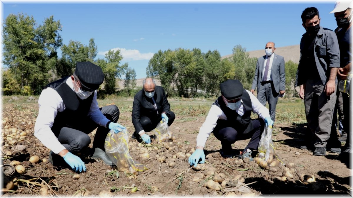 Vali Memiş ile Belediye Başkanı Sekmen kasket takıp yelek giyerek patates hasadı yaptı