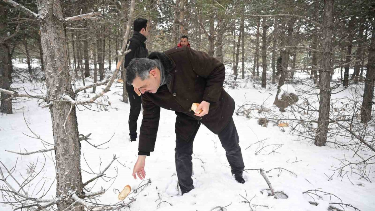 Vali Mustafa Çiftçi, yaban hayvanlarına yem bıraktı