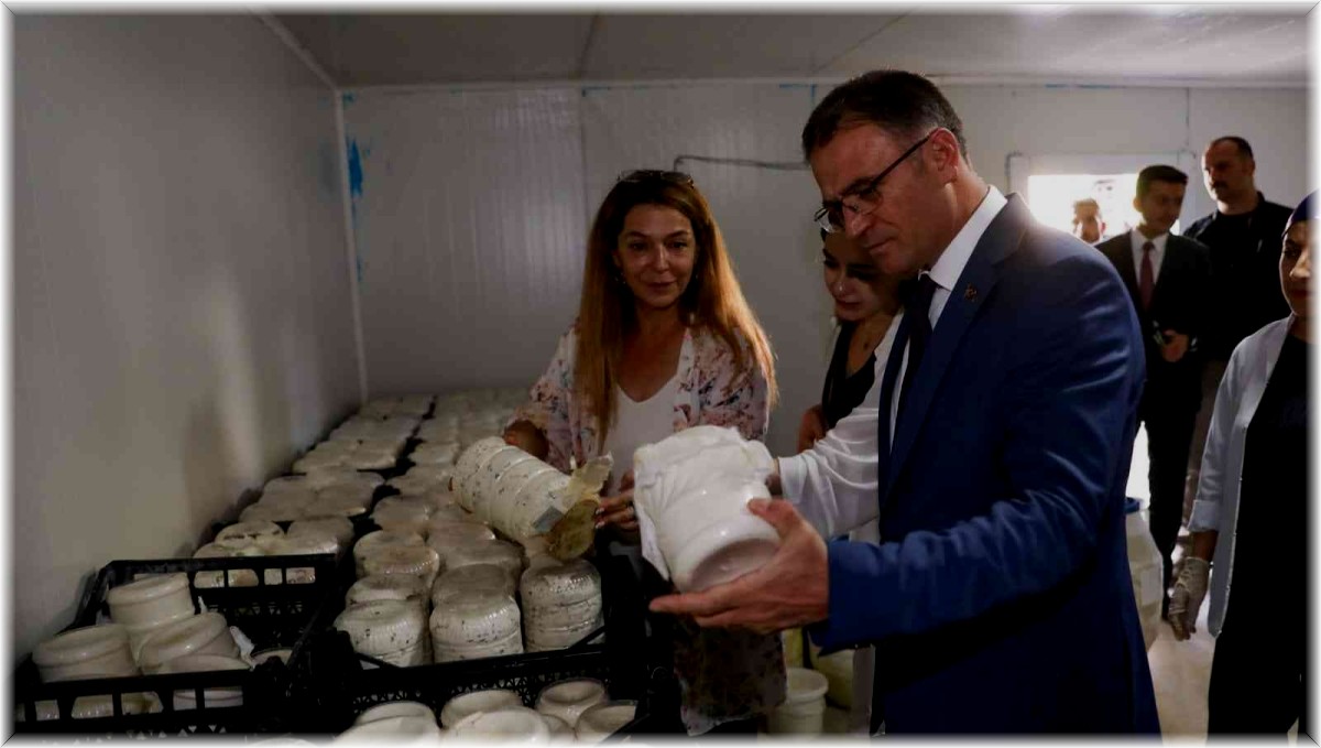 Vali Ozan Balcı, Van otlu peynirini mayaladı