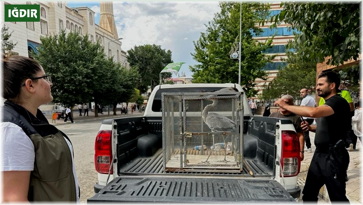 Valilik bahçesine düşen gri balıkçıl tedavi altına alındı