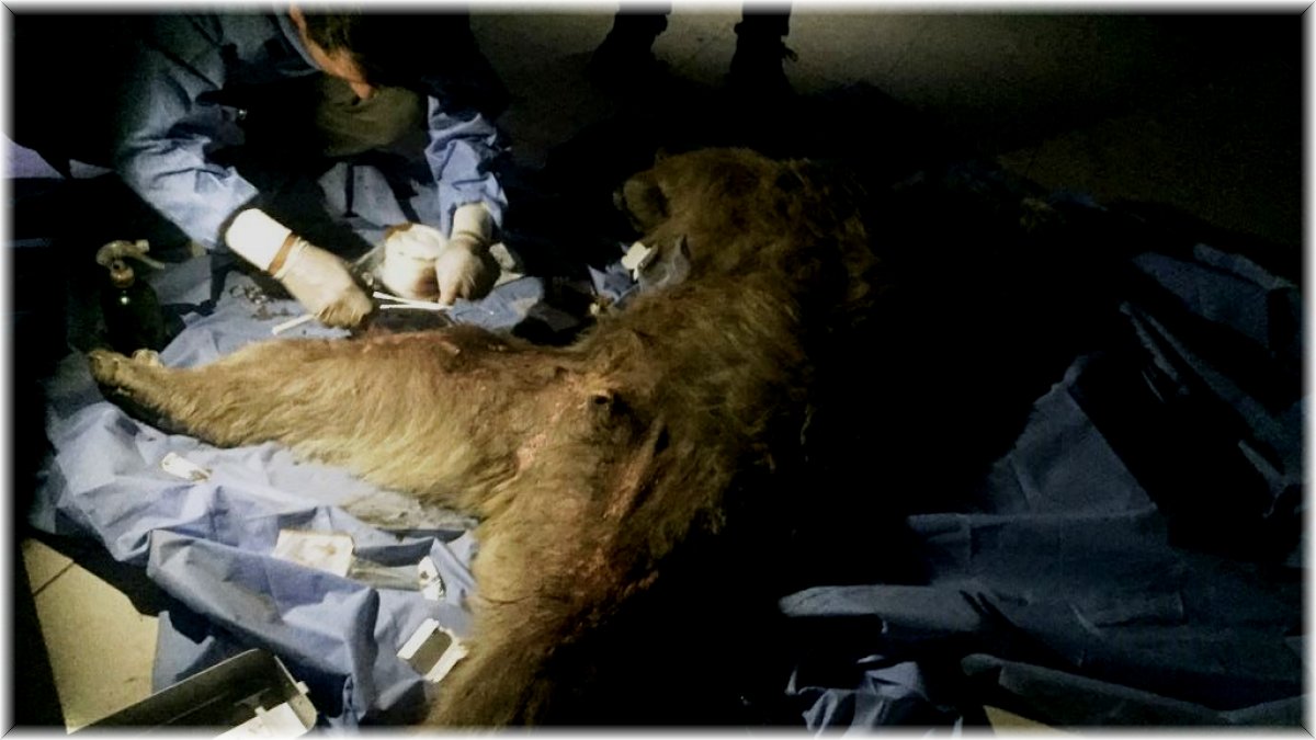 Van'a sevk edilen yaralı boz ayı tedavi altına alındı