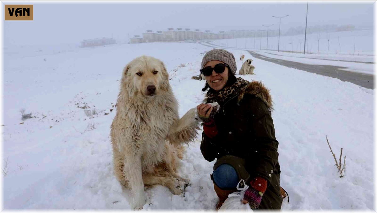 Van Büyükşehir Belediyesi sokak hayvanlarını yalnız bırakmıyor