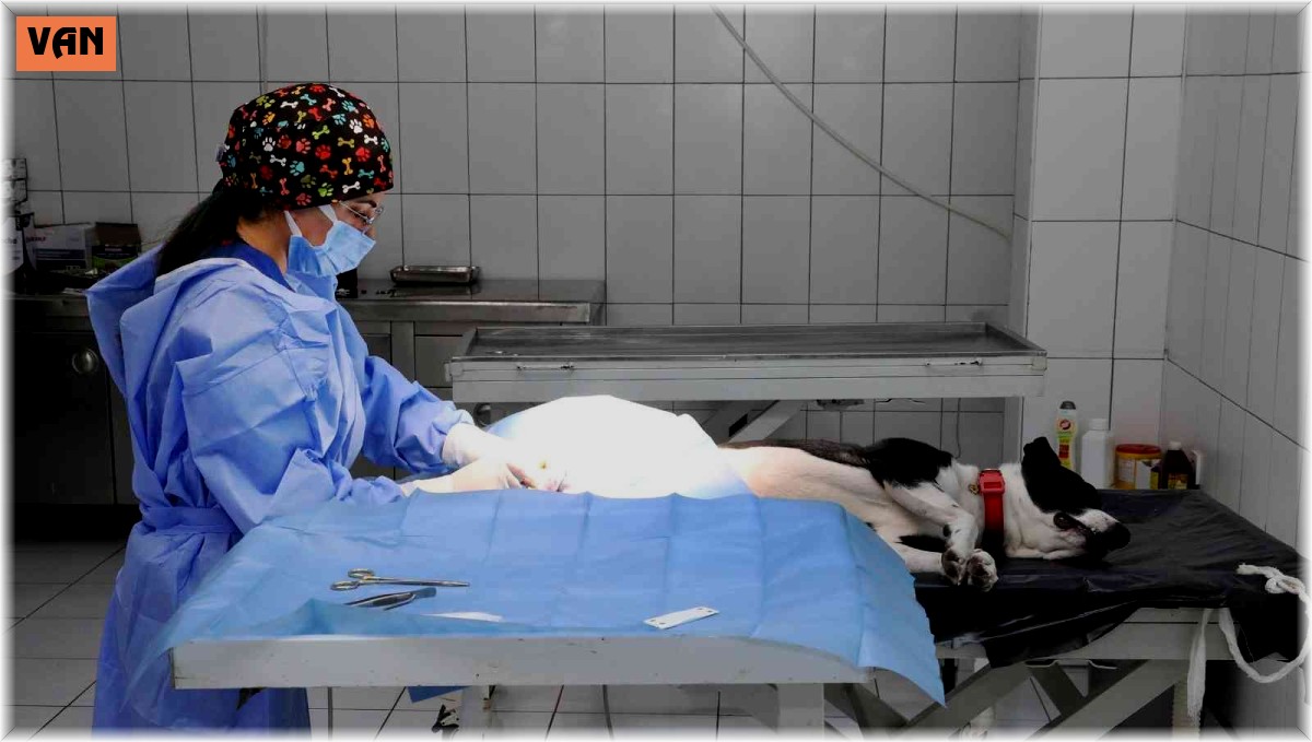 Van Büyükşehir Belediyesi yasak ırkları ücretsiz kısırlaştırıyor