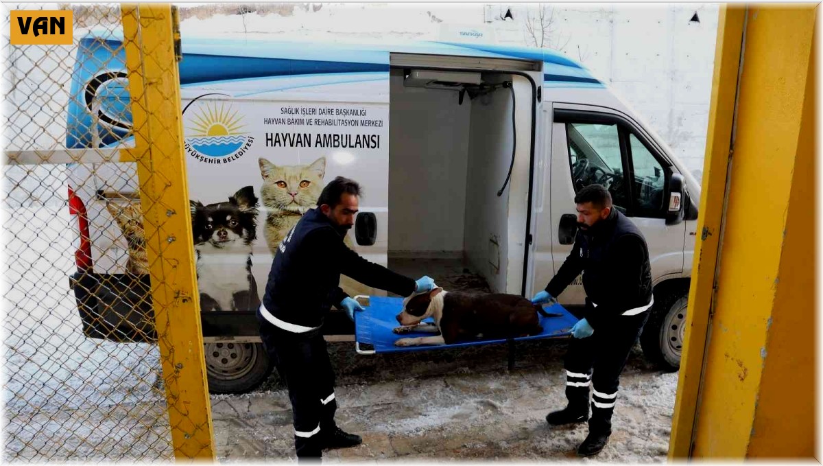 Van Büyükşehir Belediyesi yasaklı ırk köpekleri ücretsiz kısırlaştıracak