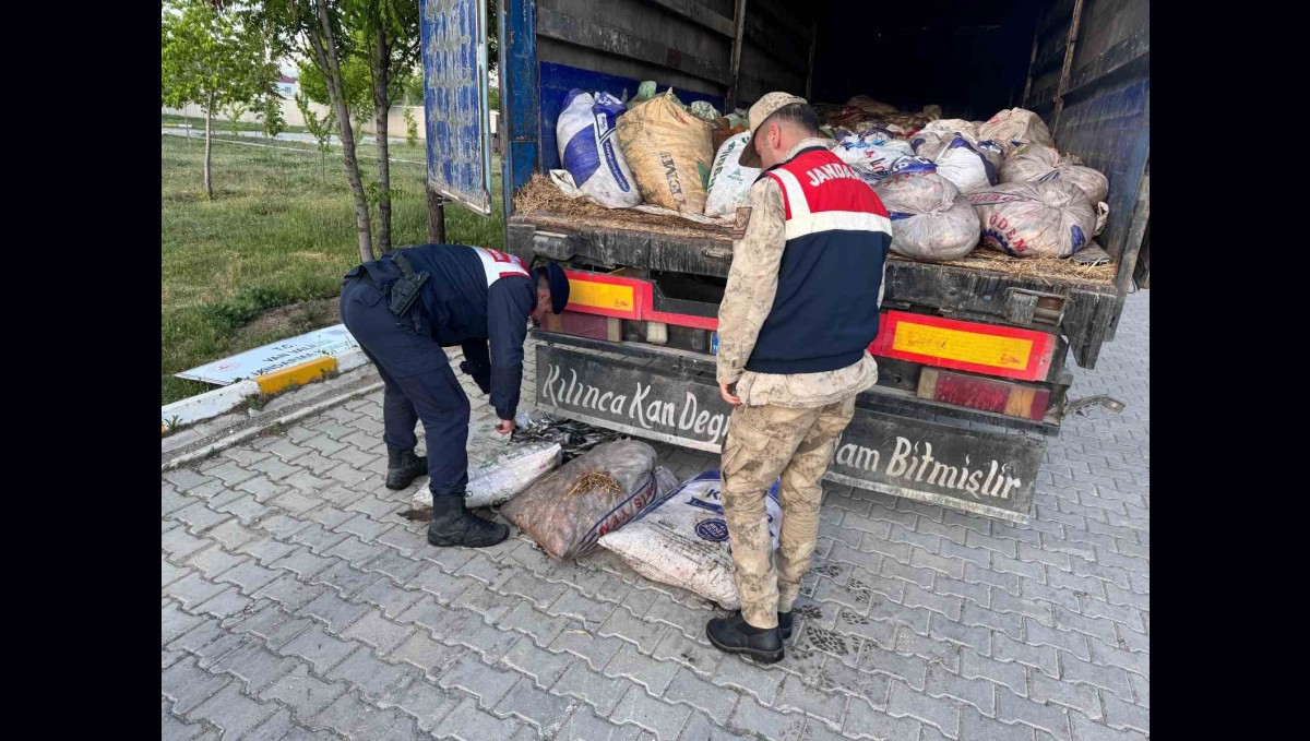Van'da 19 ton 200 kilo inci kefali balığı ele geçirildi