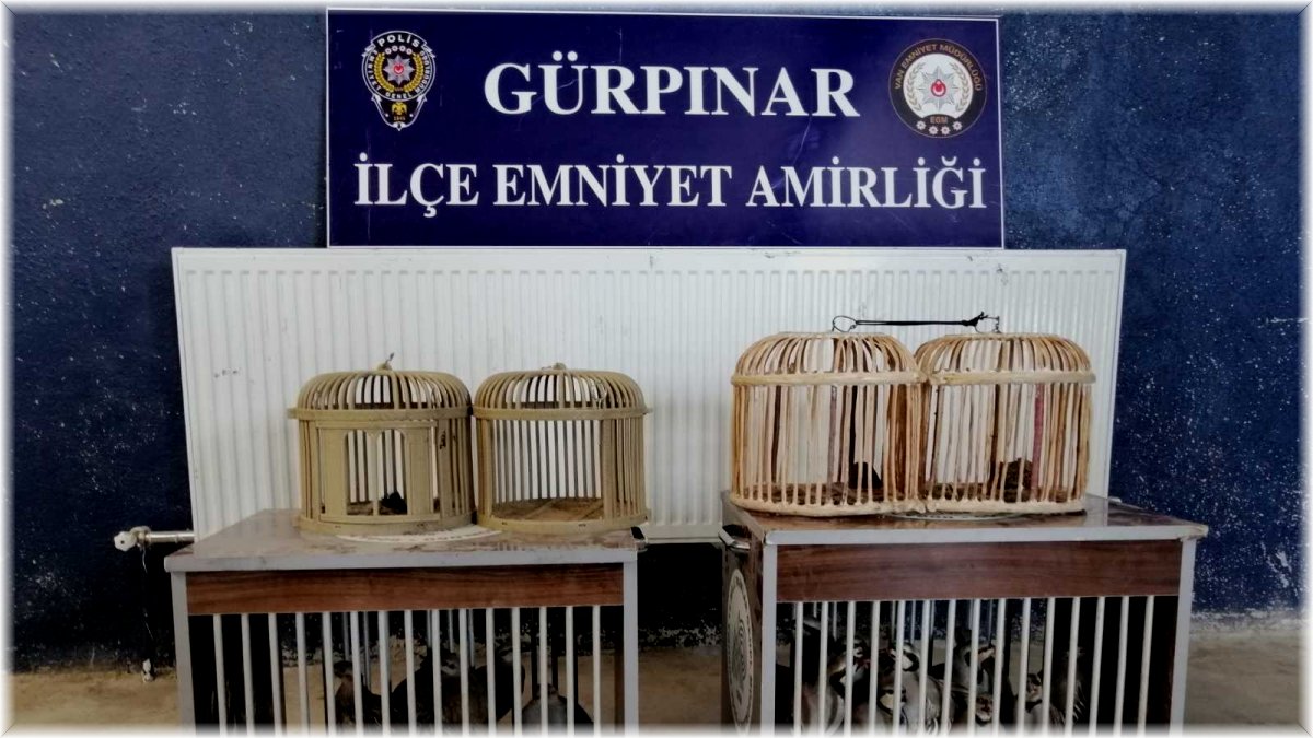 Van'da 2 pitbull'a el konuldu